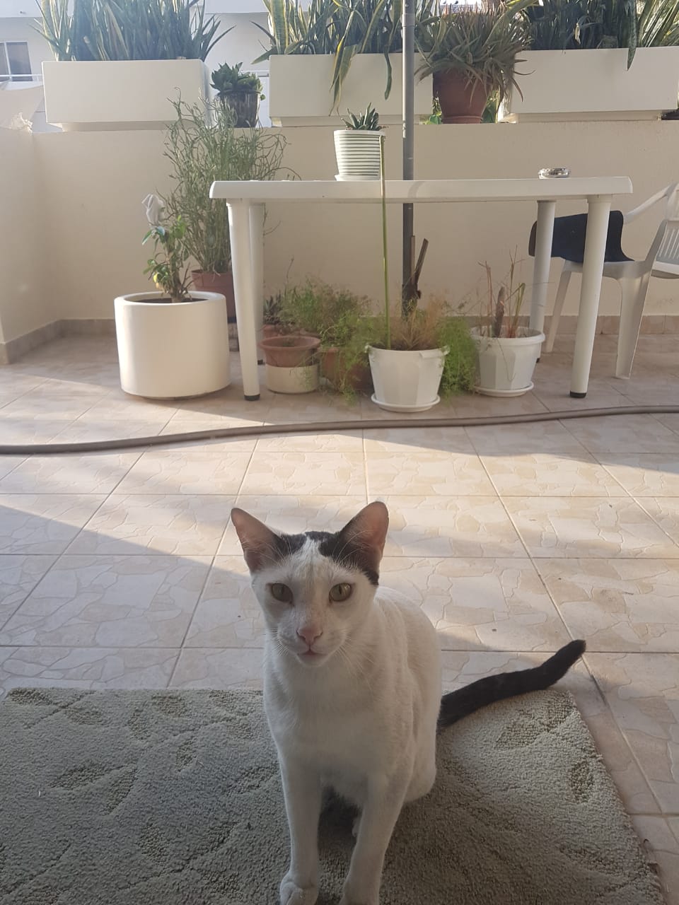 cat who comes to meet stephie 